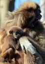 Female Gibbon with baby