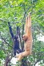 A female gibbon with its baby gibbon hanging on the tree Royalty Free Stock Photo