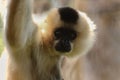 Female gibbon looks into camera