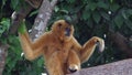 Gibbon