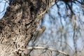 Female Gila Woodpecker