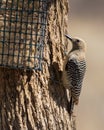 Female Gila Woodpecker Royalty Free Stock Photo