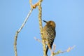 Female Gila Woodpecker, Melanerpes uropygialis, on an Ocotillo cactus in Arizona`s Sonoran Desert