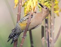 Female Gilded Flicker climbing on Aloe flowers Royalty Free Stock Photo