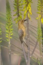 Female Gilded Flicker perched on Aloe