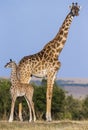 Female giraffe with a baby in the savannah. Kenya. Tanzania. East Africa. Royalty Free Stock Photo