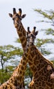 Female giraffe with a baby in the savannah. Kenya. Tanzania. East Africa. Royalty Free Stock Photo