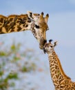 Female giraffe with a baby in the savannah. Kenya. Tanzania. East Africa. Royalty Free Stock Photo