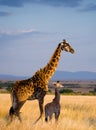 Female giraffe with a baby in the savannah. Kenya. Tanzania. East Africa. Royalty Free Stock Photo