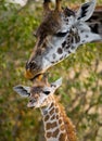 Female giraffe with a baby in the savannah. Kenya. Tanzania. East Africa. Royalty Free Stock Photo