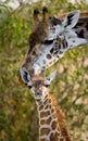 Female giraffe with a baby in the savannah. Kenya. Tanzania. East Africa. Royalty Free Stock Photo