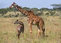 Female giraffe with a baby in the savannah. Kenya. Tanzania. East Africa. Royalty Free Stock Photo