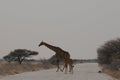 A female  giraffe and her calf crossing the road at the Etosha National Park, Namibia, Africa Royalty Free Stock Photo