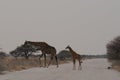 A female  giraffe and her calf crossing the road at the Etosha National Park, Namibia, Africa Royalty Free Stock Photo