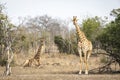 Female giraffe standing and one lying down in dry grass in Kruger Park in South Africa Royalty Free Stock Photo