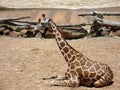 Female giraffe at zoo