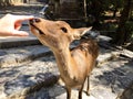 Female girl hand petting a beautiful deer in Nara, Japan