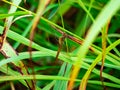 Dragonfly perched on the grass Royalty Free Stock Photo
