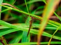 Dragonfly perched on the grass 2 Royalty Free Stock Photo