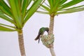 Female Glittering-Bellied Emerald hummingbird, Chlorostilbon Lucidus, feeding her two chicks in their nest, Brazil