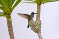 Female Glittering-Bellied Emerald hummingbird, Chlorostilbon Lucidus, flying back to her nest, Brazil Royalty Free Stock Photo