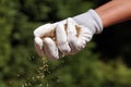 A female gloved hand sowing grass seeds. Establishing a lawn