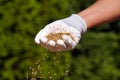 A female gloved hand sowing grass seeds. Sowing grain Royalty Free Stock Photo