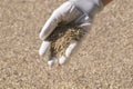 A female gloved hand sows grass seeds. Lawn installation