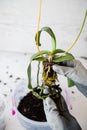 Female gloved hands hold an orchid with roots