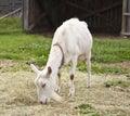 Female Goat Eating