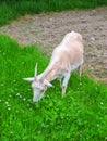 Female Goat Royalty Free Stock Photo