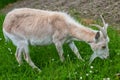 Female Goat Royalty Free Stock Photo