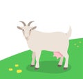 Female goat grazing on green pasture Flat cartoon illustration