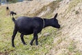 Female Goat Grazing on Lush Green Grass in a Serene Countryside Pasture