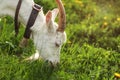 Female goat grazing on meadow with dandelions, detail on head.