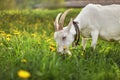 Female goat grazing on meadow with grass and dandelions, detail