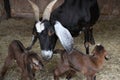 A female goat with her kids Royalty Free Stock Photo