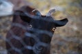 Female goat looking over a fence Royalty Free Stock Photo