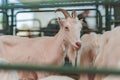 Female goat in pen on livestock farm