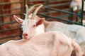 Female goat in pen on livestock farm