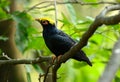 Female Golden-crested Myna (Ampeliceps coronatus) Royalty Free Stock Photo