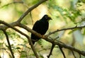 Female Golden-crested Myna (Ampeliceps coronatus) Royalty Free Stock Photo