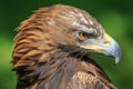 Female golden eagle Aquila chrysaetos close head portrait