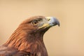 Female golden eagle Aquila chrysaetos portrait of just the head looking up Royalty Free Stock Photo