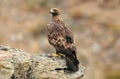 Female golden eagle on the rock Royalty Free Stock Photo