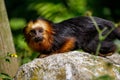 Female Golden-headed lion tamarin on the stone Royalty Free Stock Photo