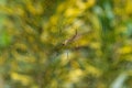 Female Golden Orb-weaver Spider (Nephila pilipes) in forest. Royalty Free Stock Photo