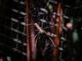 Female Golden Orb-Web Spider Nephila clavipes, also known as B Royalty Free Stock Photo