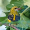 Female golden oriole from behind Royalty Free Stock Photo