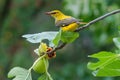 Female golden oriole feeding on fig fruit Royalty Free Stock Photo